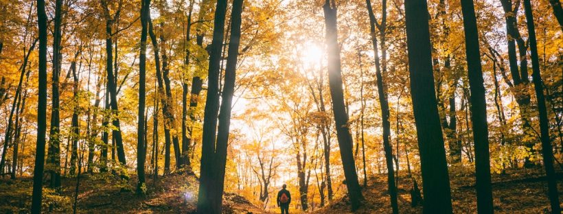Decompress, destress, and enjoy downtime in the woods.