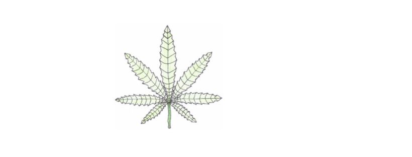 This image is a simple line drawing of a cannabis leaf. The leaf features seven distinct, pointed leaflets arranged in a fan shape, with each leaflet having serrated edges. The leaflets taper to a sharp point at the end, with the central leaflet being the longest. The drawing is primarily outlined in a fine, black line, with subtle green shading that adds a bit of depth to the otherwise minimalistic design.