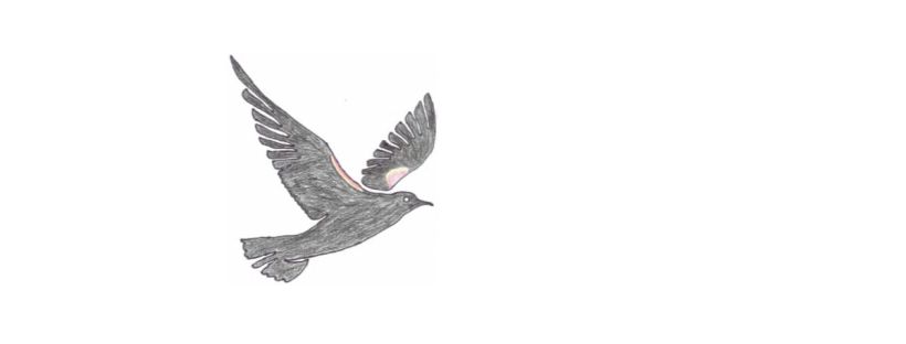 This image is a hand-drawn illustration of a blackbird in mid-flight. The bird has its wings spread wide, as though gliding through the air. The bird's body is primarily shaded in black, with hints of subtle red and yellow highlights visible on the underwing. The bird's eye is small but clearly defined, and its beak is thin and slightly curved. The pose of the blackbird suggests a graceful motion, as if it’s soaring effortlessly through the sky.