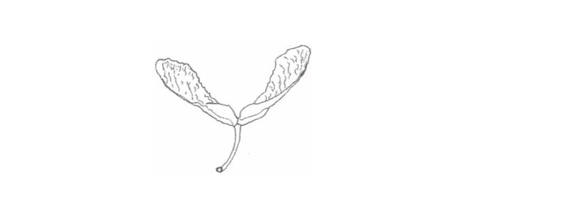 This is a simple black-and-white line drawing of a maple seed (often called a helicopter, whirlybird, or maple key) falling from the sky. Two thin, elongated wings extend outward in a wide V shape from a small central joint. Each wing is slightly curved and uneven, with fine, vein-like lines sketched along their length to add texture. The wings taper toward rounded tips, while the centre narrows into a short, thin stem that hangs downward.