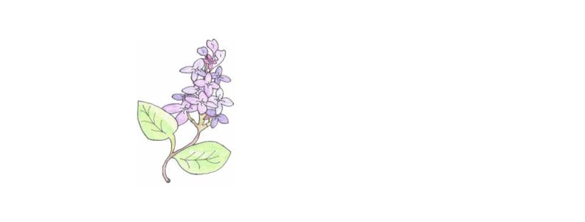 A bushel of lilac flowers grows lush from a branch stemming from the main bush. The flower's petals are a mix of light purples and dark purples. Some are large and some are small. Some are pushed forward, their light purple petals beaming from being in the spotlight. Some are pushed back, their dark purple petals blush deeply from the attention. Two green leaves grow from a strong, brown stem. The lilac is pretty and fragrant, like the sweet smell of a summer’s morning after a light rain. It stands tall and proud. Three bulbs stand at the top of the bushel just about ready to bloom.