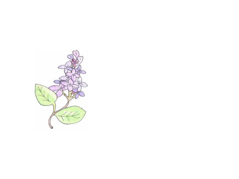 The smell of a&nbsp;lilac